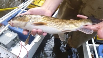 personne dans un bateau sur l'eau, on voit ses mains tenant un poisson meunier blanc