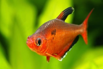 gros plan d'un poisson tetra orange foncé