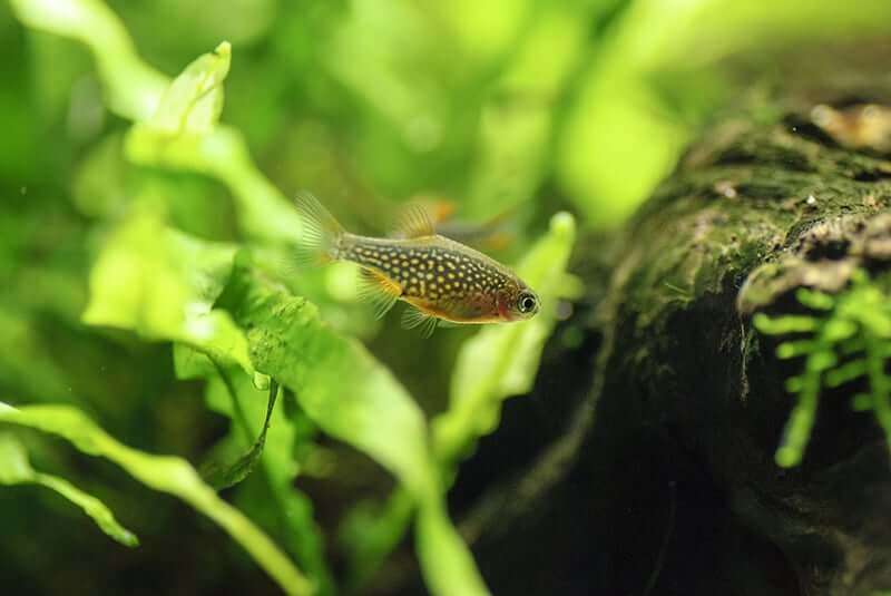 Un danio perle céleste nageant dans un aquarium bien planté.