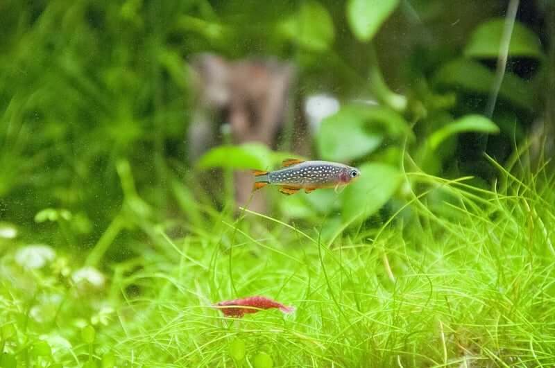 Un danio perle céleste avec un compagnon d'aquarium