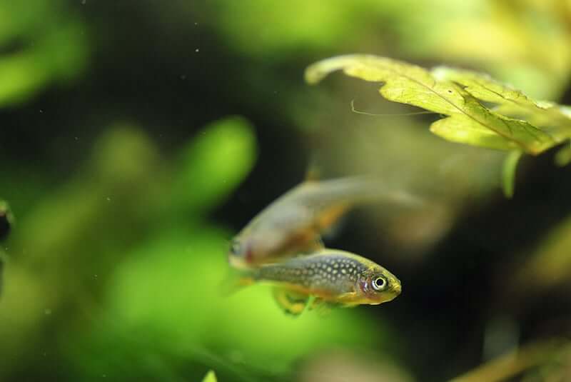 Deux rasboras galaxy nageant dans leur aquarium