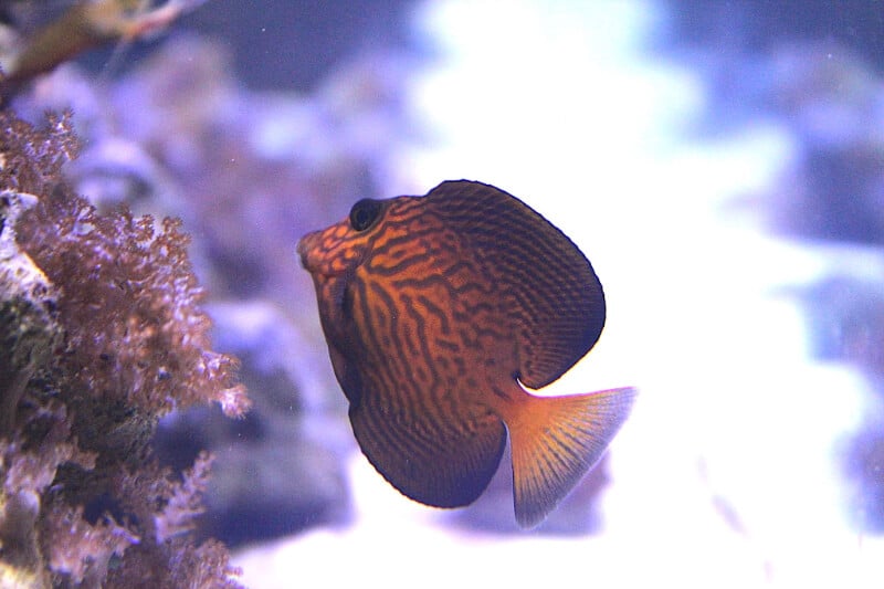 Par Divervincent - Travail personnel, CC BY-SA 3.0, https://commons.wikimedia.org/w/index.php?curid=17114283 Un type de poisson-chirurgien nageant avec d'autres crocodiles à chevrons.