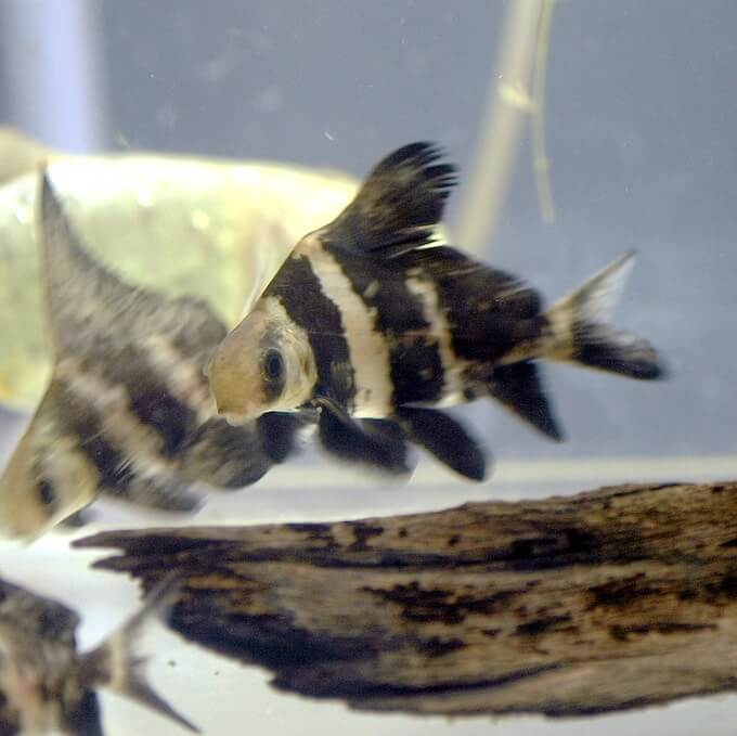 Deux myxocyprinus asiaticus nageant ensemble