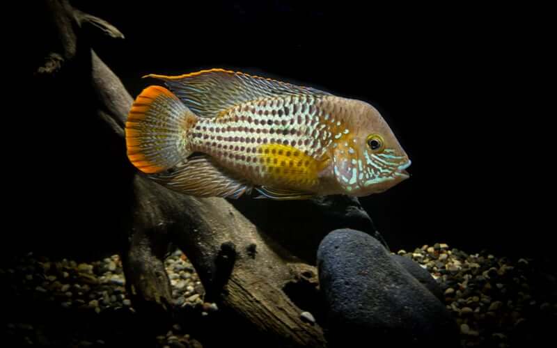 Un Cichlidé Terreur Verte coloré