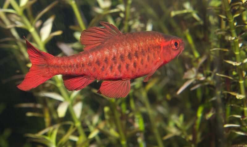 Un barbeau cerise nageant dans un aquarium planté