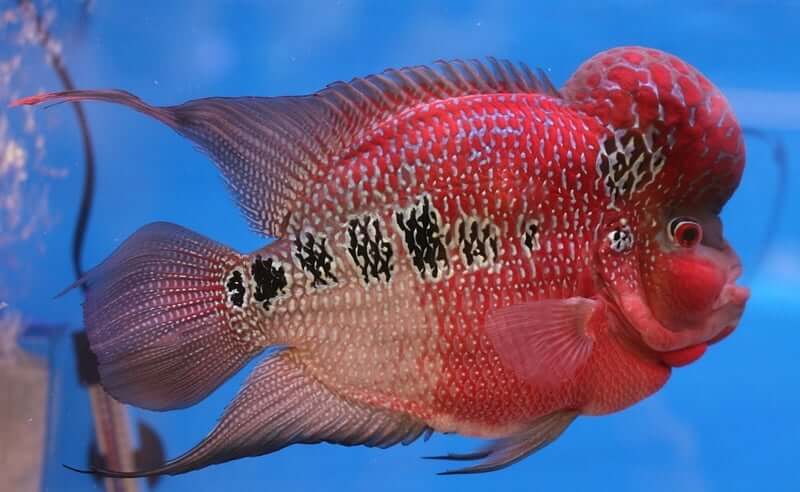 Un cichlidé Flowerhorn coloré