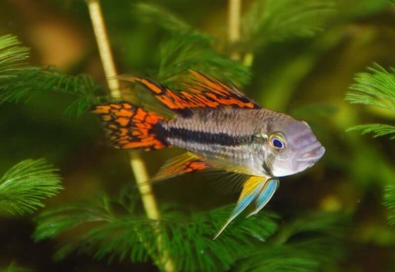 Un Apistogramma coloré avec des nageoires orange