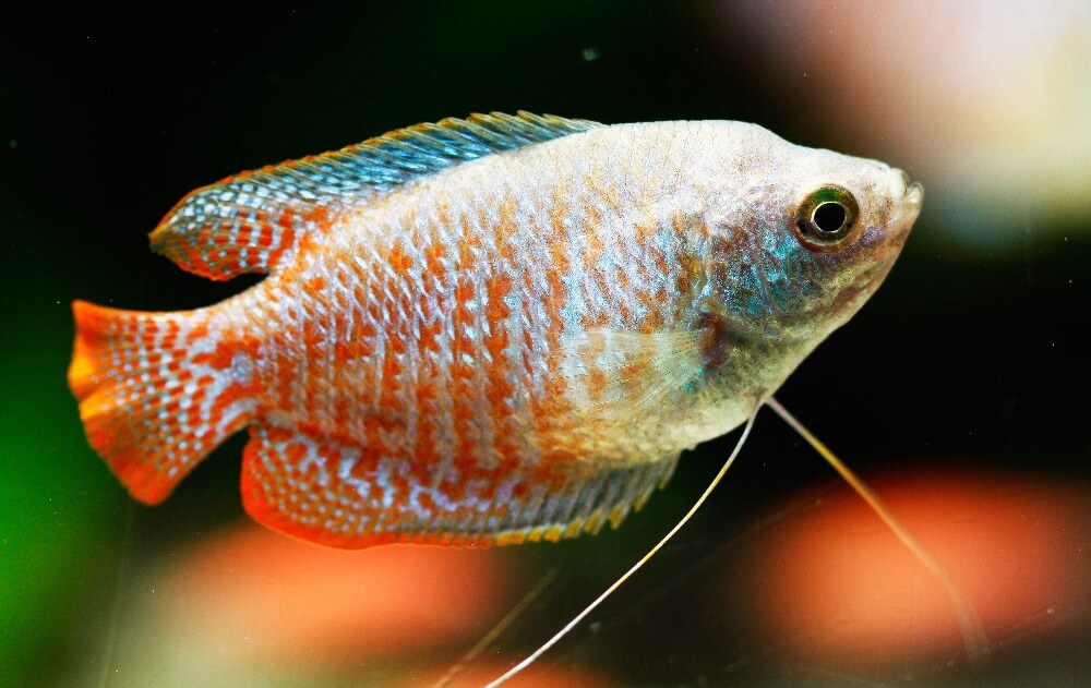 Gourami nain nageant dans un aquarium