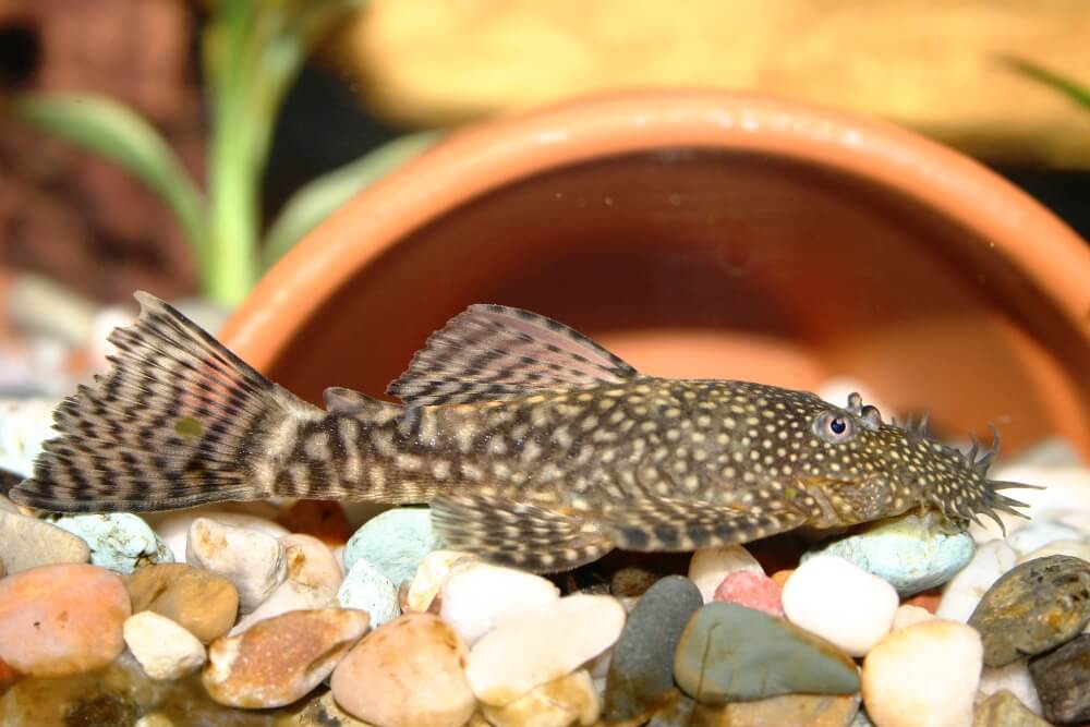 Pleco bristlenose assis au fond d'un aquarium communautaire