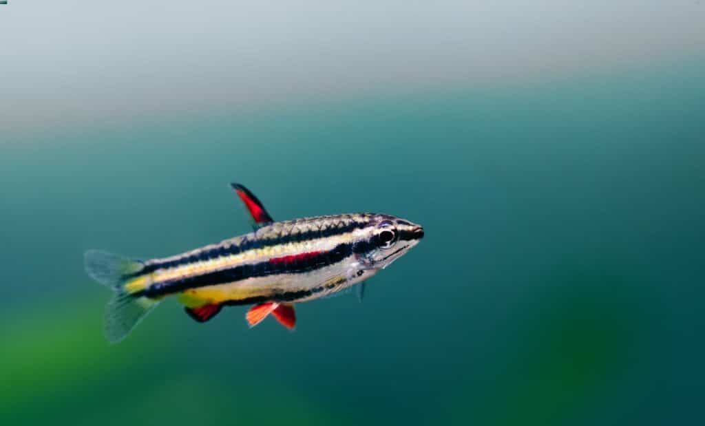 Poisson-crayon nain dans un aquarium communautaire