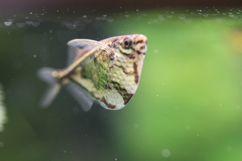 Un paisible hochet marbré