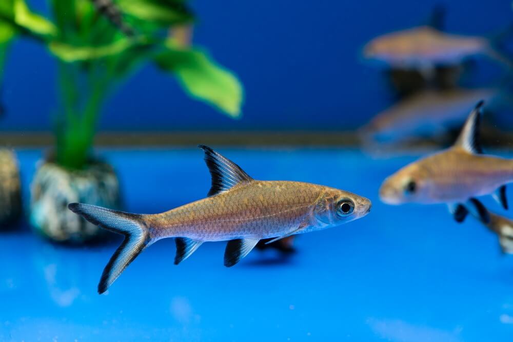 Un groupe de requins bala nageant dans une communauté.