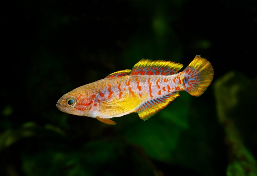 Le goujon paon dans un aquarium communautaire