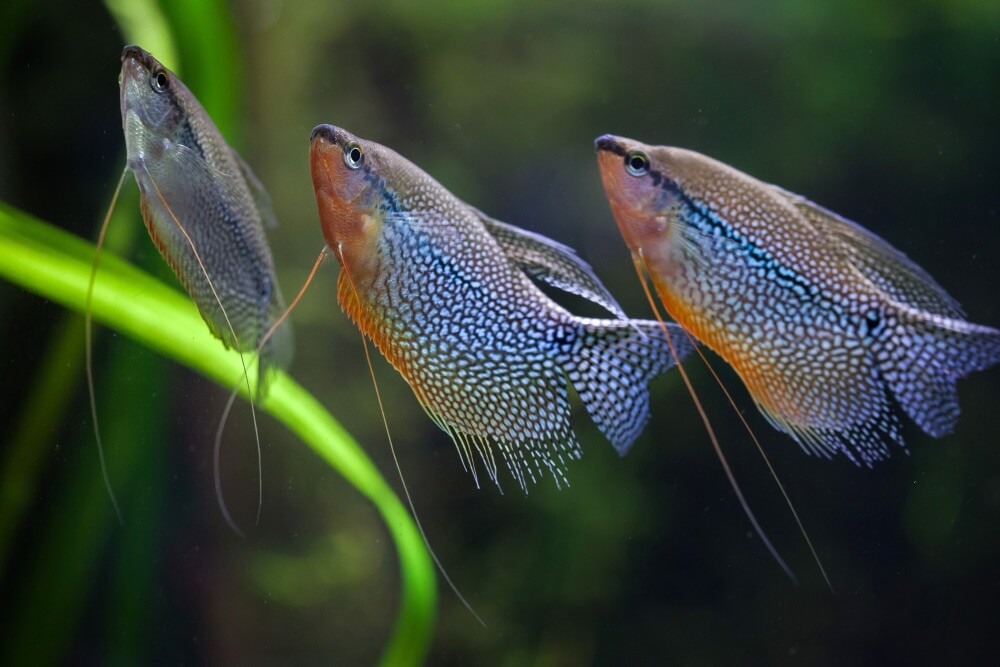 Trois gouramis perles nageant ensemble