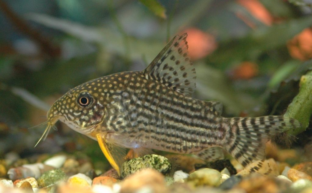 Corydoras avec un motif net sur le côté du corps
