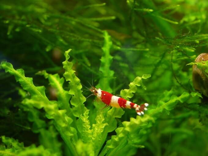 Une crevette Crystal Red grimpant sur les plantes