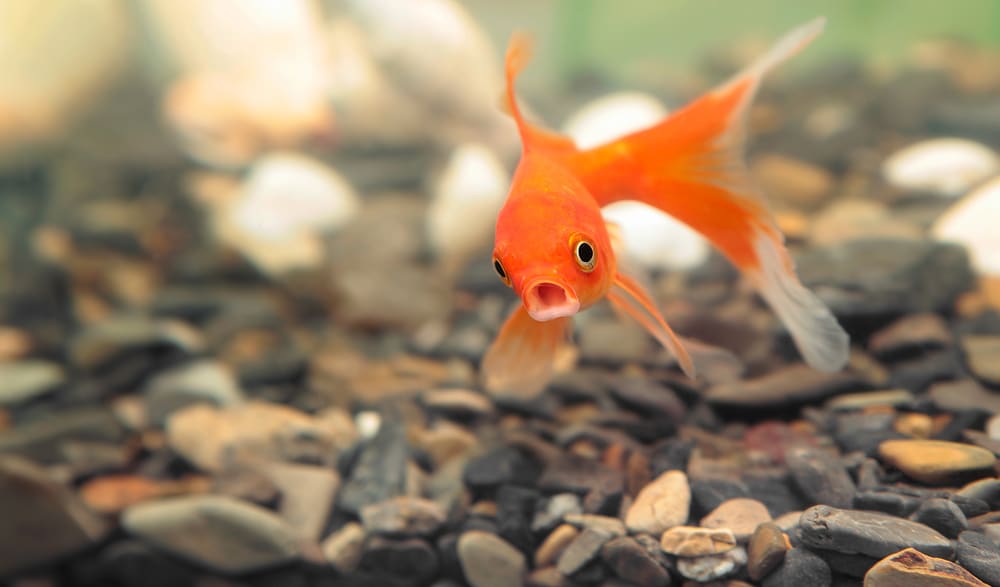 shutterstock_242763766