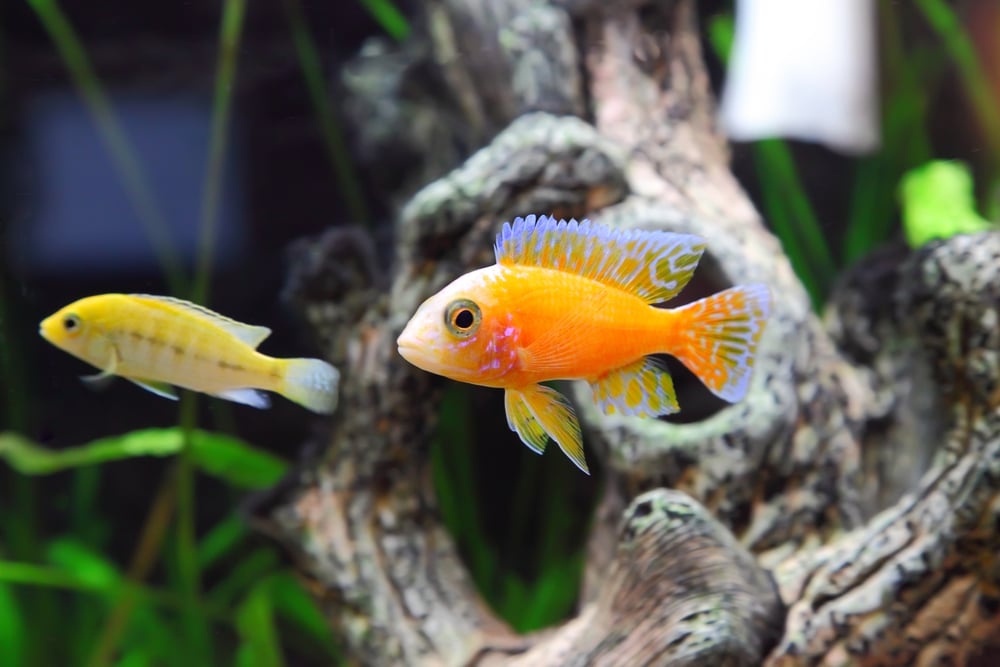 shutterstock_51501025