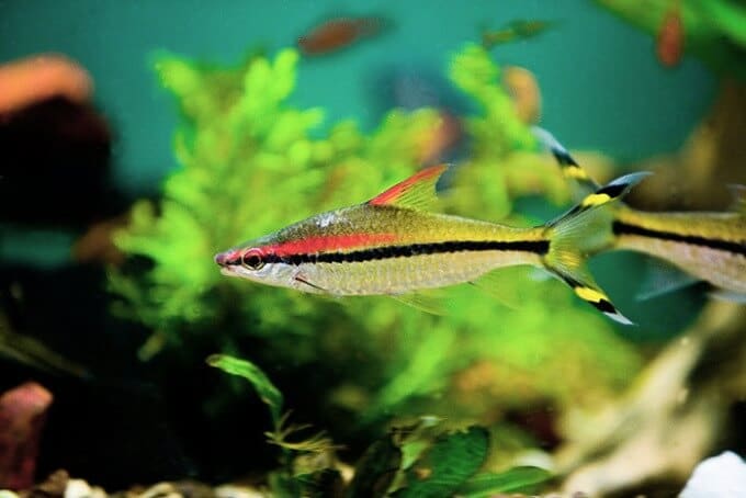 Quelques Sahyadria denisonii dans un aquarium bien planté