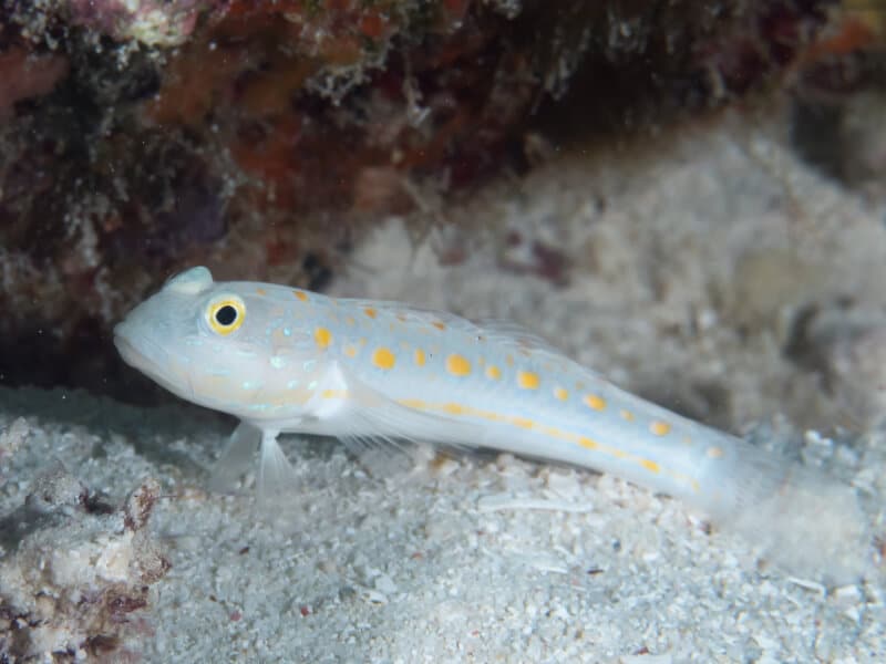 Par Rickard Zerpe - Gobie de la vierge (Valenciennea puellaris), CC BY 2.0, https://commons.wikimedia.org/w/index.php?curid=80574667 A valenciennea puellaris se cachant des prédateurs