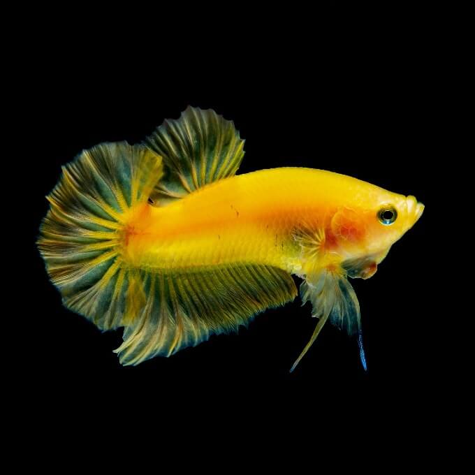 Un poisson Betta aux couleurs vives après avoir dormi
