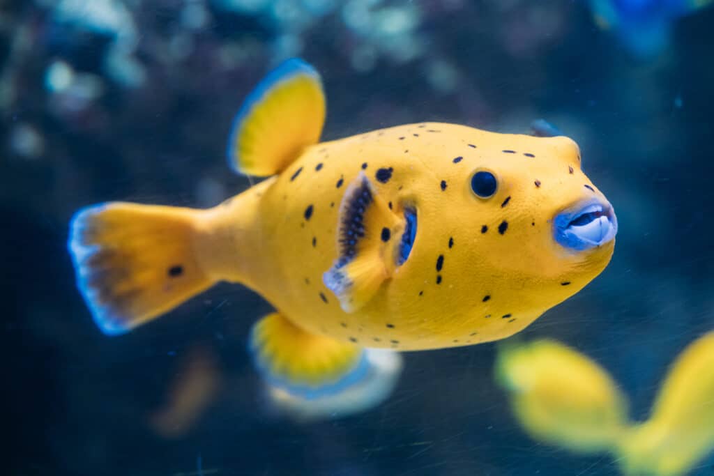 Un poisson-globe à tête de chien dans un aquarium d'eau de mer