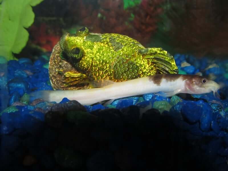 Misgurnus anguillicaudatus se déplaçant rapidement dans l'aquarium.