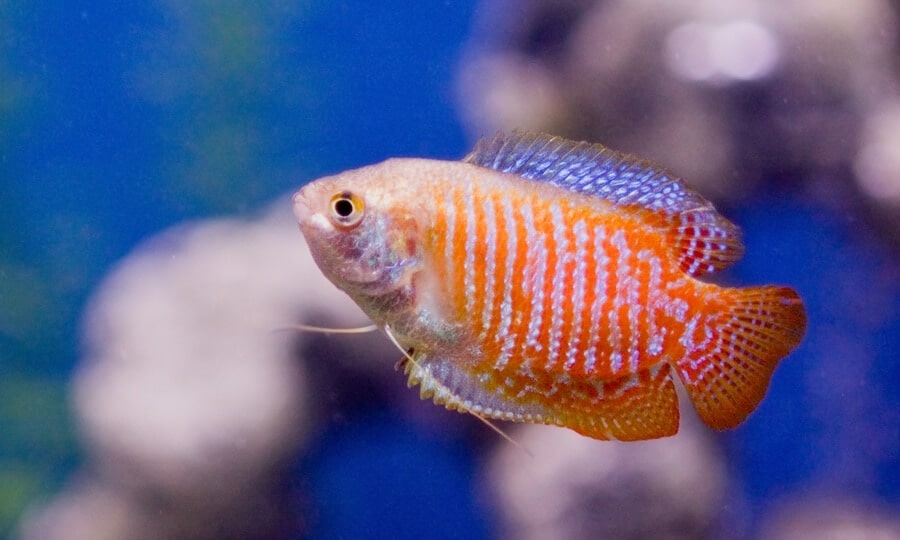 Gourami nain en couleur normale