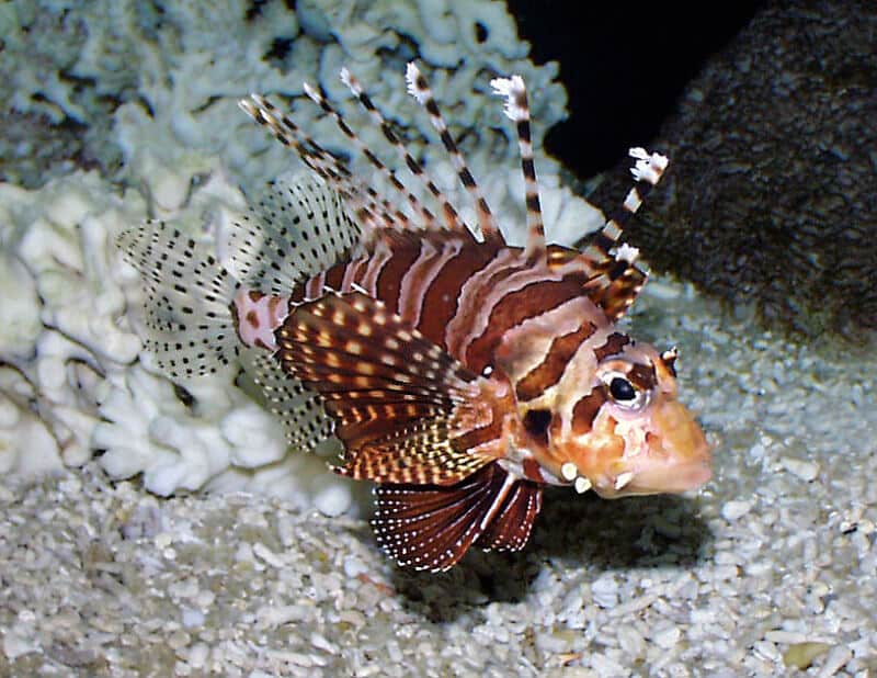 Un Dendrochirus brachypterus à la recherche de nourriture.