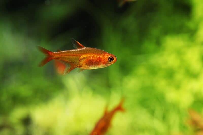 Un tetra Ember nageant près des plantes