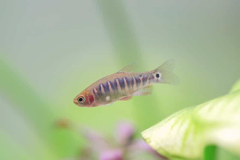 Celestichthys erythromicron dans un bac bien planté