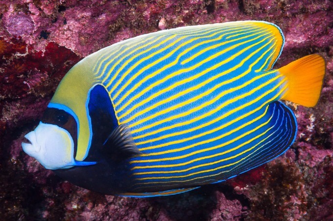Pomacanthus imperator nageant dans un aquarium d'eau de mer
