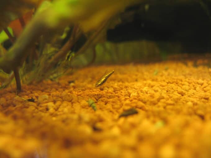 Un tétra empereur de petite taille explorant le substrat.