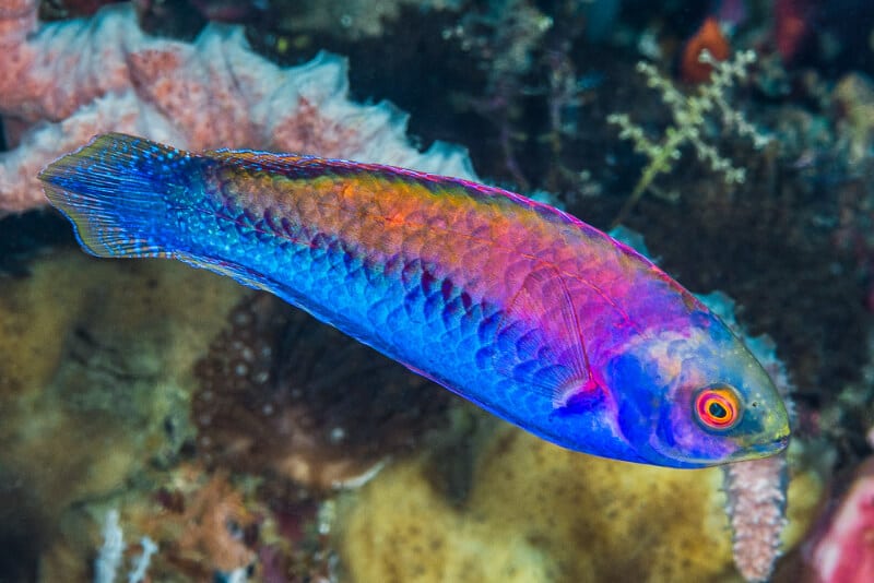 Un Cirrhilabrus à la recherche de nourriture