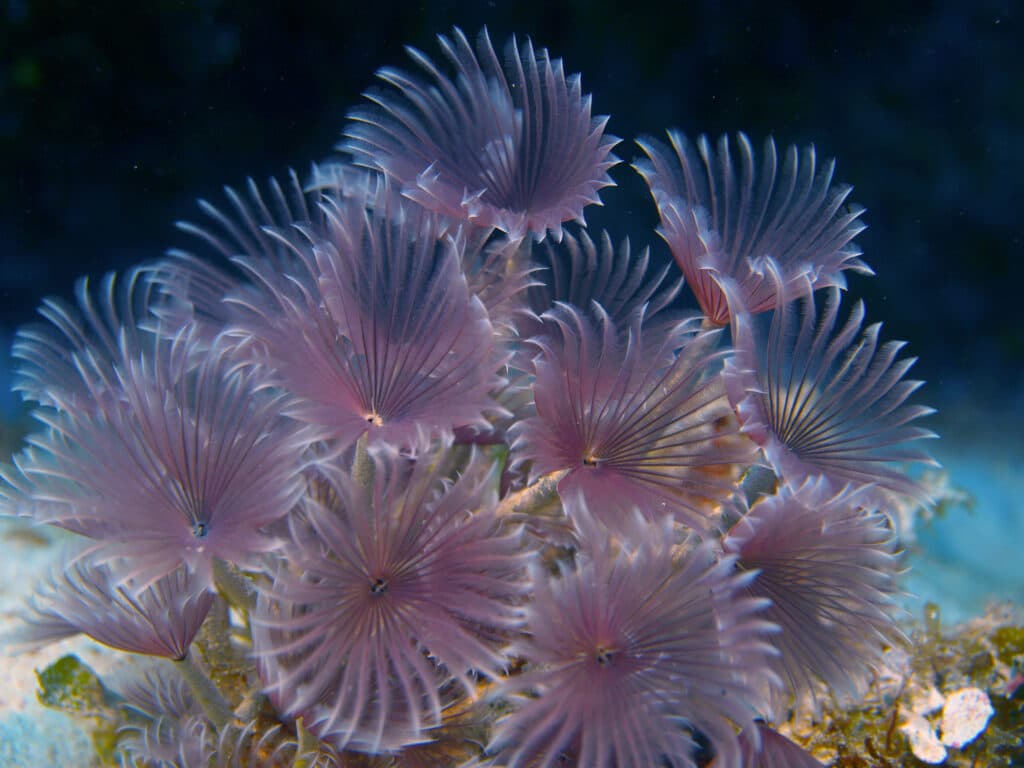 Un ver de plumeau dans un aquarium d'eau de mer