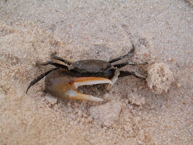Crabe violoniste creusant dans le sable