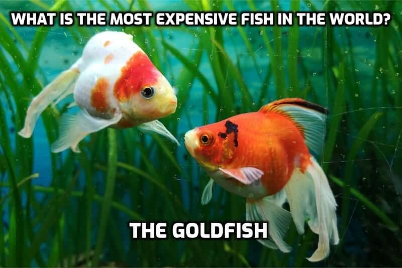 Texte du jeu de mots sur les poissons rouges