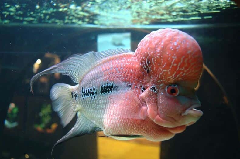 Profil latéral d'un flowerhorn