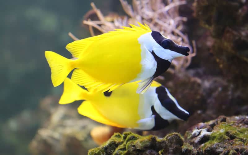 Deux Siganus vulpinus à la recherche de nourriture