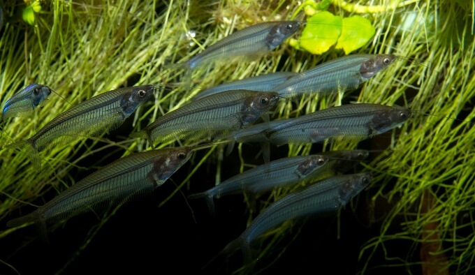 poisson-chat en verre