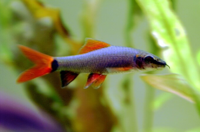 Un requin arc-en-ciel nageant dans un aquarium d'eau douce bien planté.
