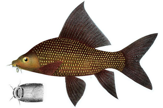 Croquis d'un requin noir à l'extérieur d'un aquarium