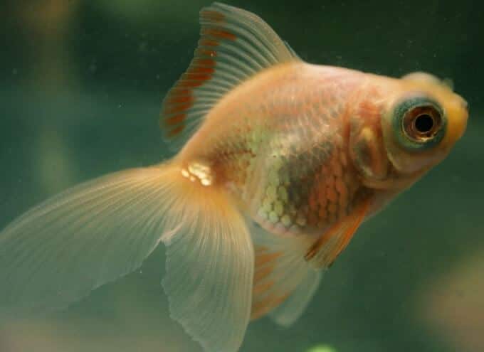 Poisson rouge devenant plus blanc et plus pâle en raison des conditions d'éclairage