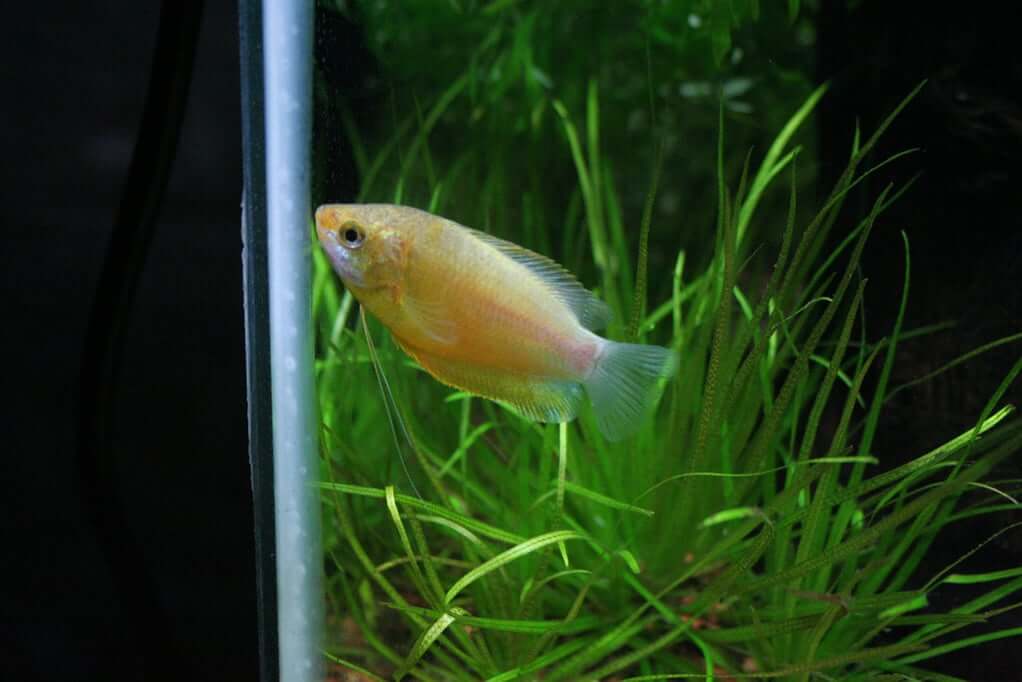 Un gourami miel dans un aquarium