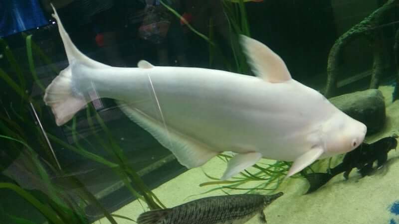 Le requin albinos irisé