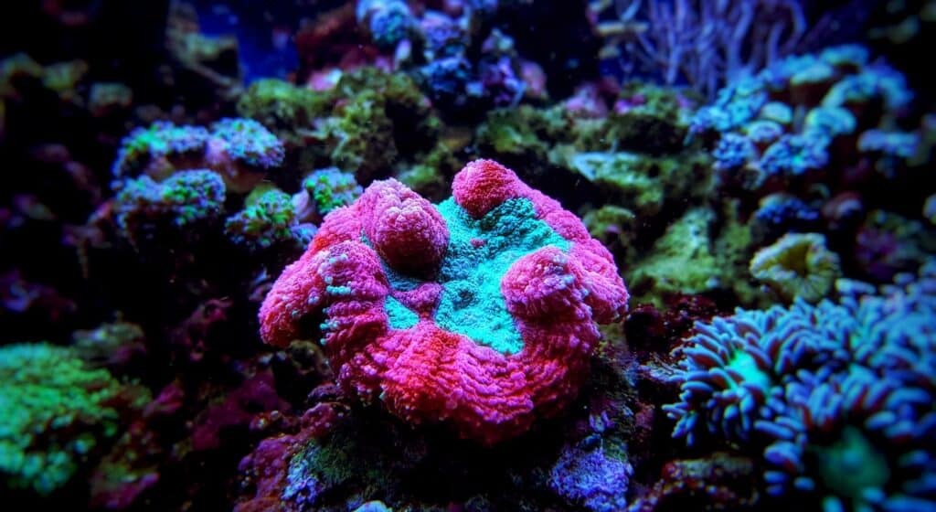 Un corail lobo montrant ses couleurs vibrantes dans un aquarium d'eau salée.