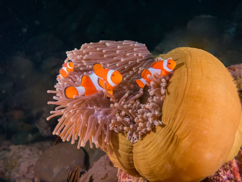 Trois Amphiprion ocellaris à la recherche de nourriture