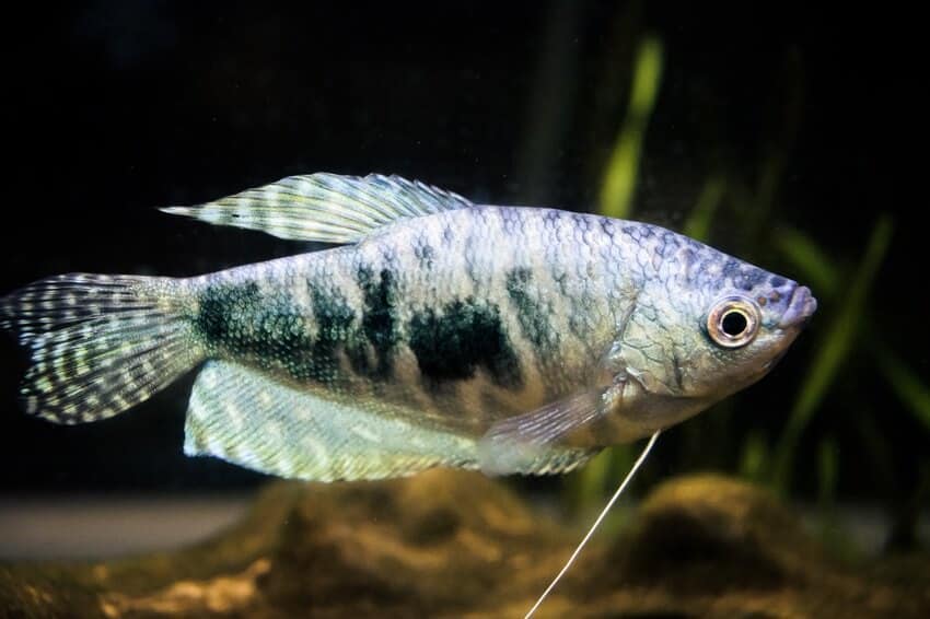 Un gourami opaline explorant l'intérieur de l'aquarium