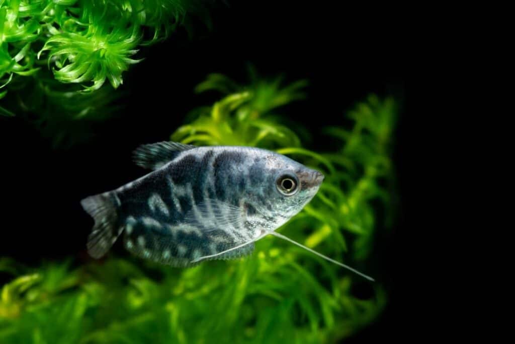 Gourami opalin dans un aquarium d'eau douce