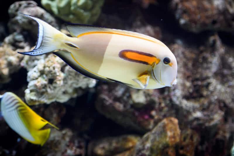 Tang à épaulement orange